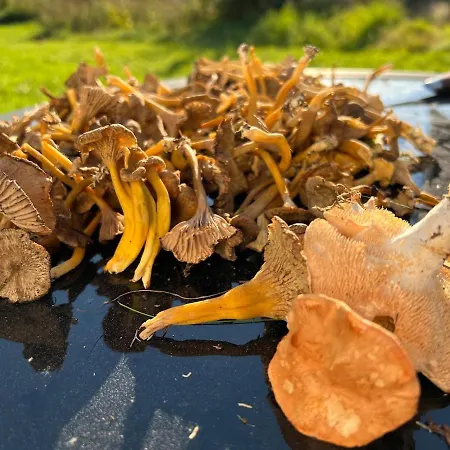 Ferienhaus W Wilderness Feeling 20 Min From Airport Maura